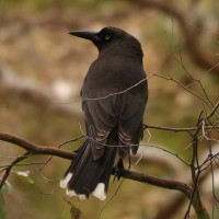 Grey Currawong